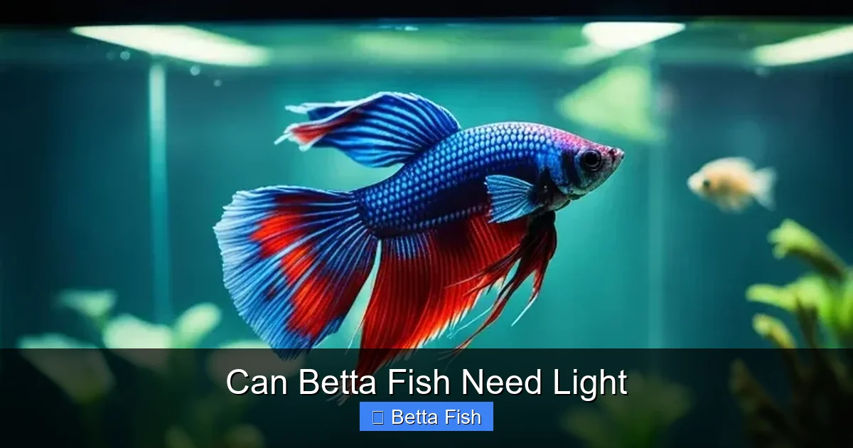Can Betta Fish Need Light