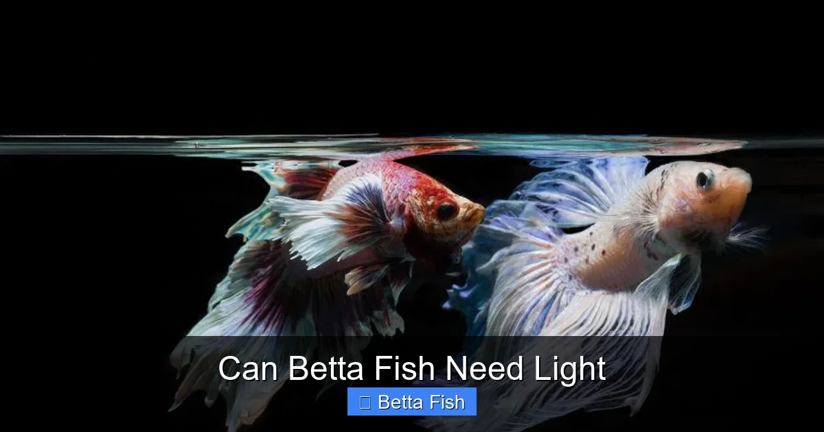 Can Betta Fish Need Light