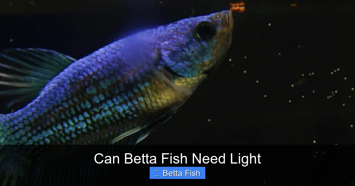 Can Betta Fish Need Light