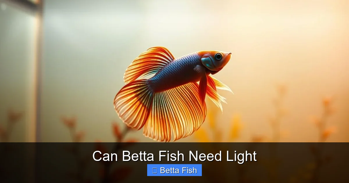 Can Betta Fish Need Light