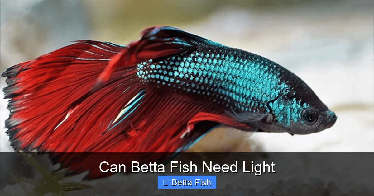 Can Betta Fish Need Light