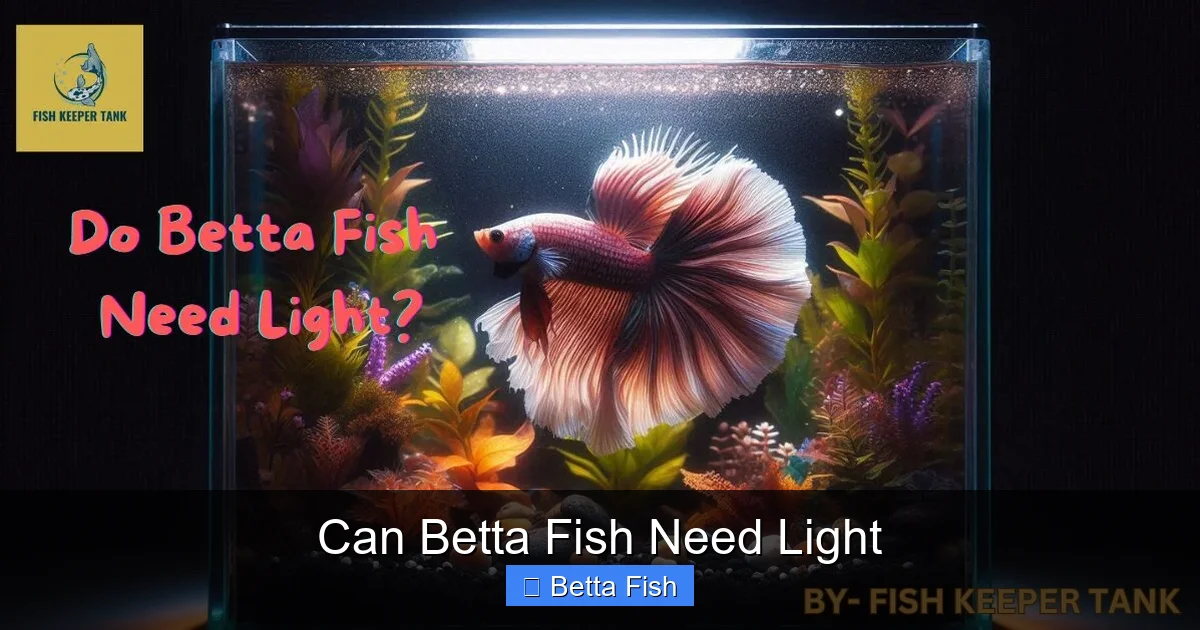 Can Betta Fish Need Light