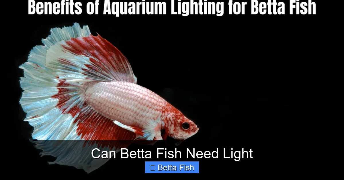 Can Betta Fish Need Light