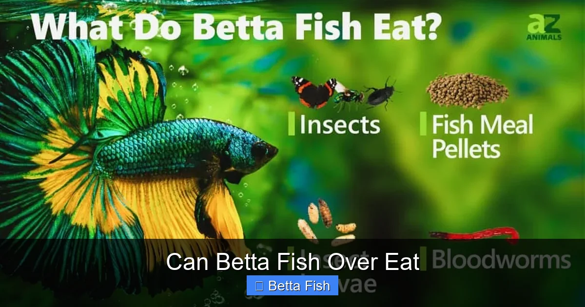 Can Betta Fish Over Eat