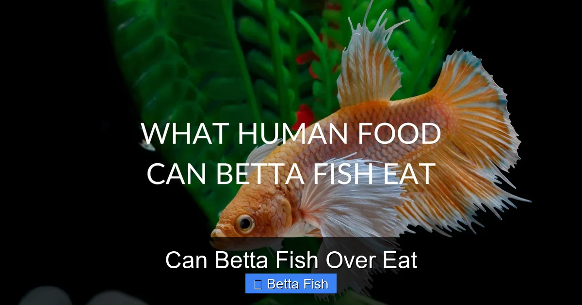 Can Betta Fish Over Eat