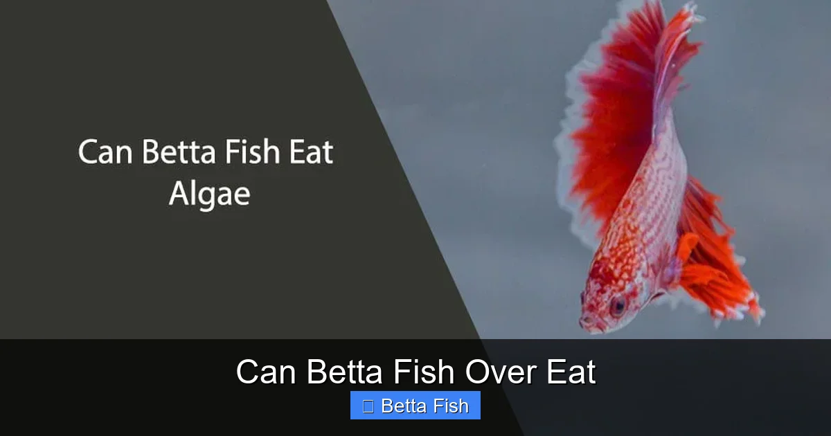 Can Betta Fish Over Eat
