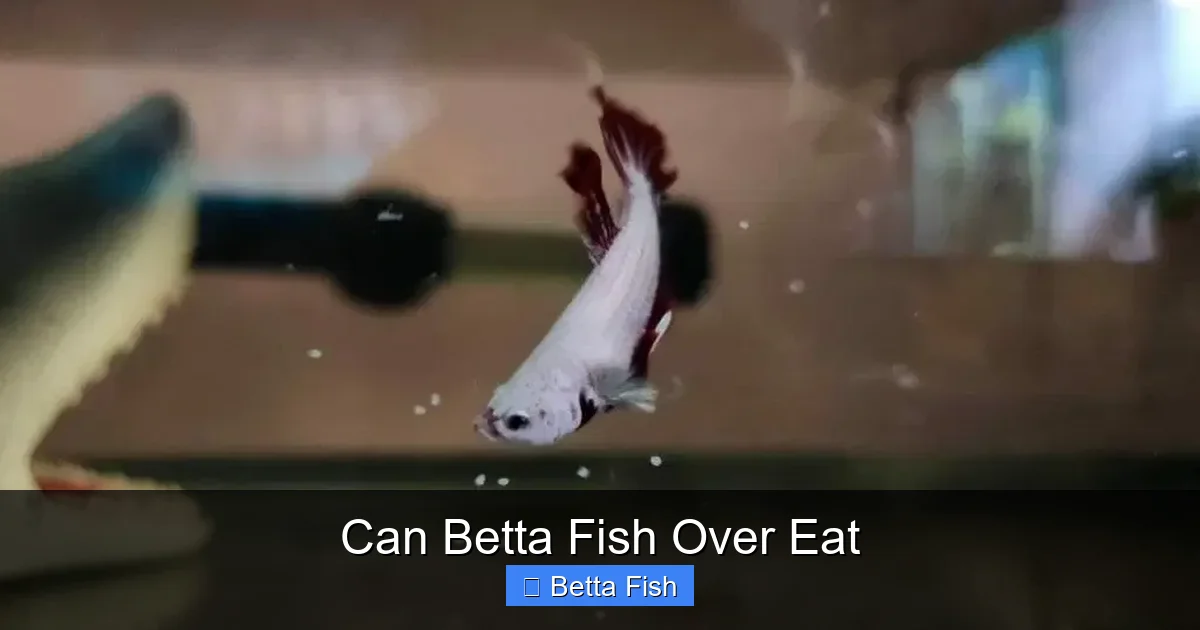 Can Betta Fish Over Eat