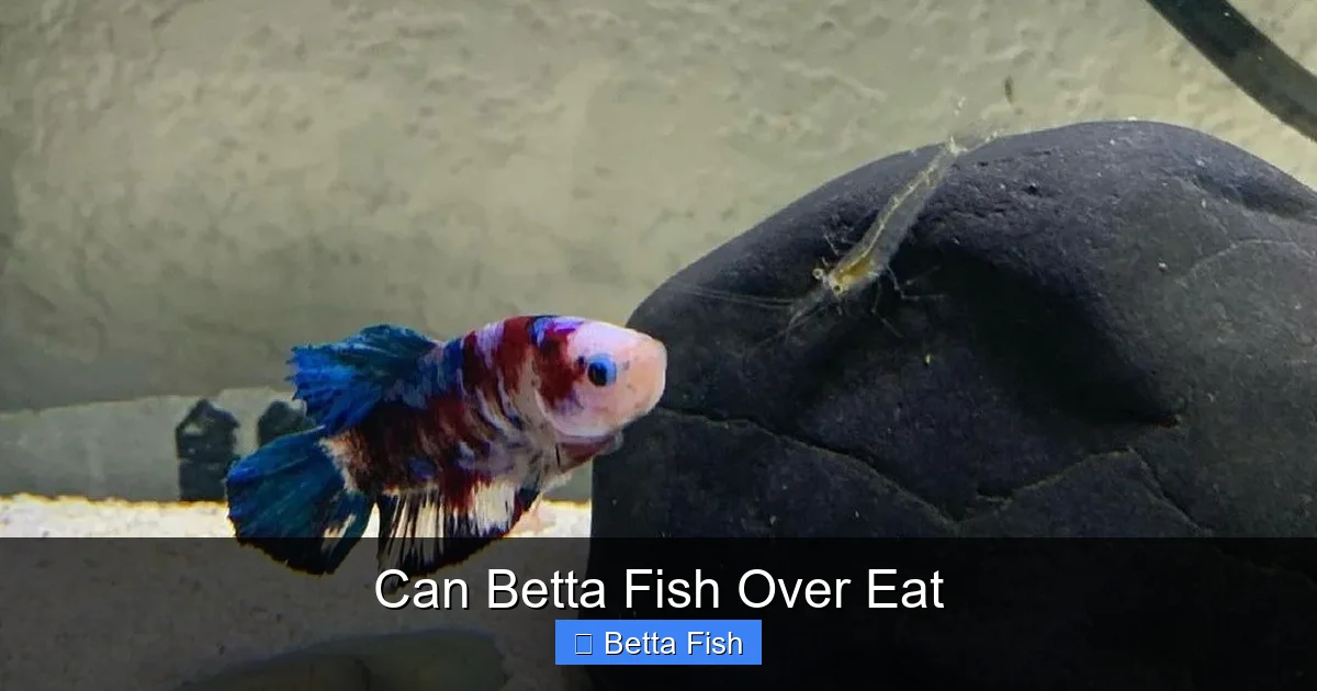 Can Betta Fish Over Eat