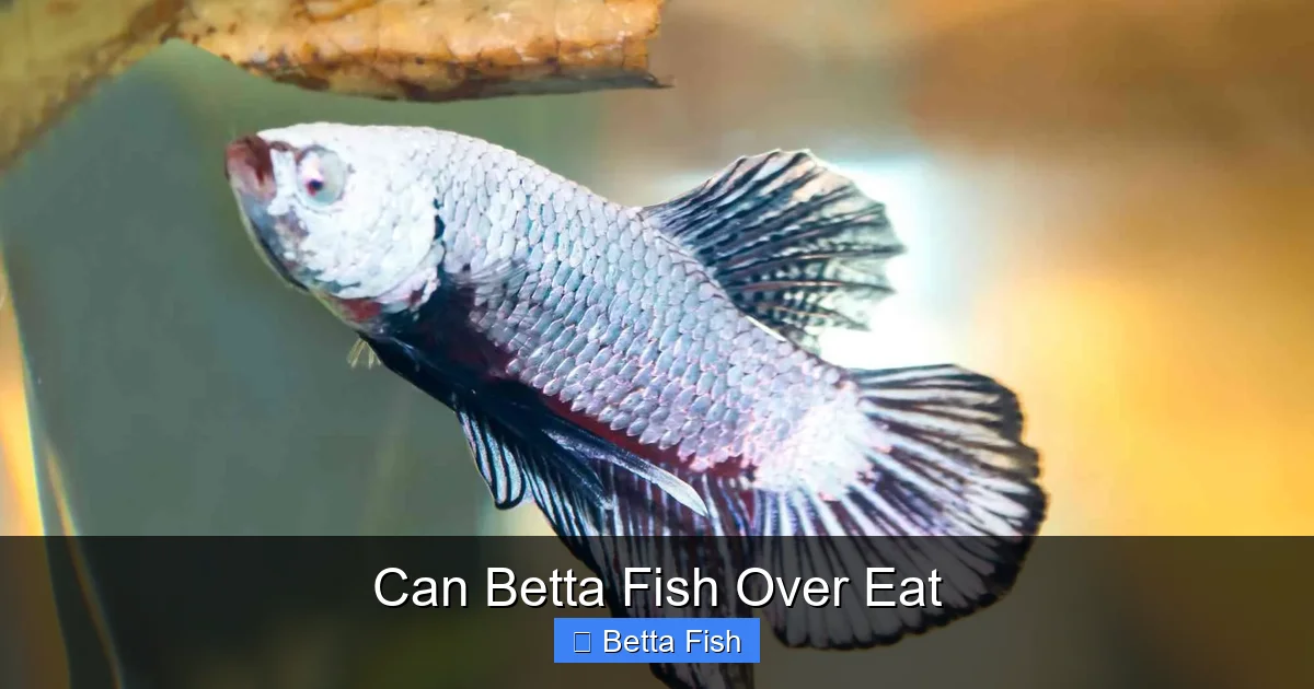 Can Betta Fish Over Eat