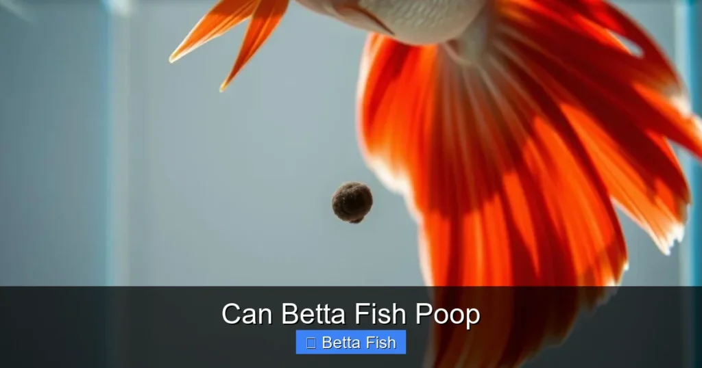Can Betta Fish Poop