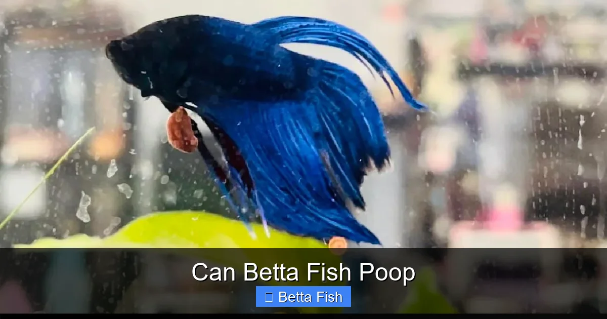 Can Betta Fish Poop