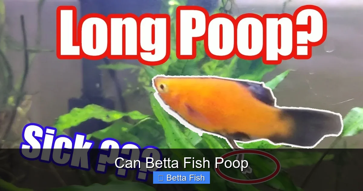 Can Betta Fish Poop