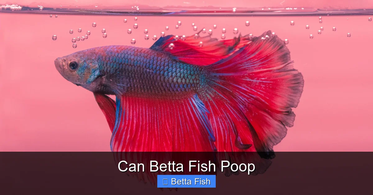 Can Betta Fish Poop