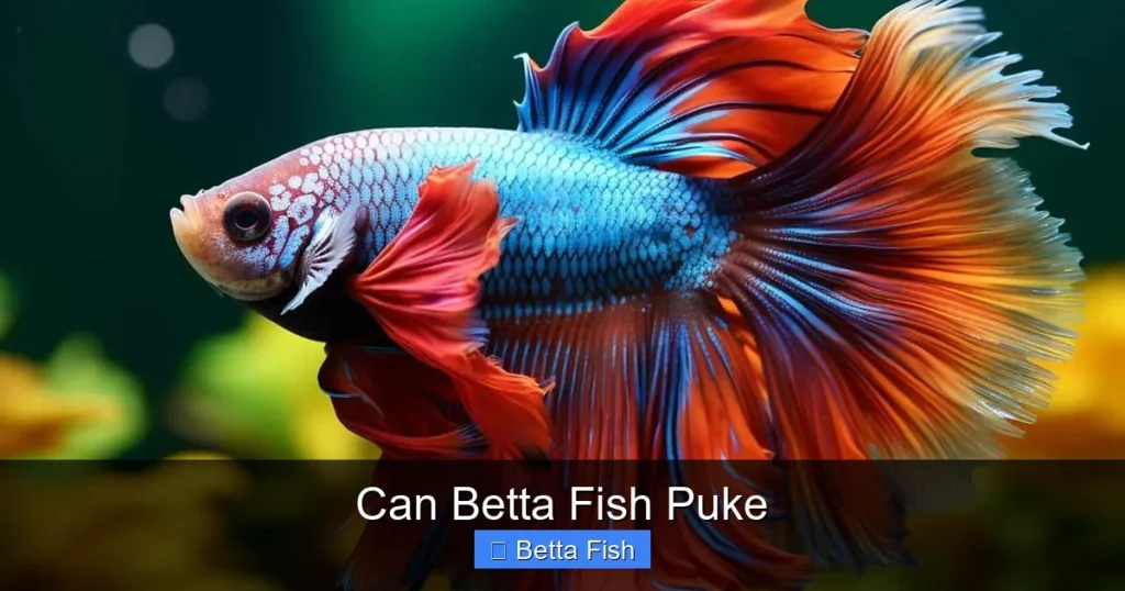 Can Betta Fish Puke