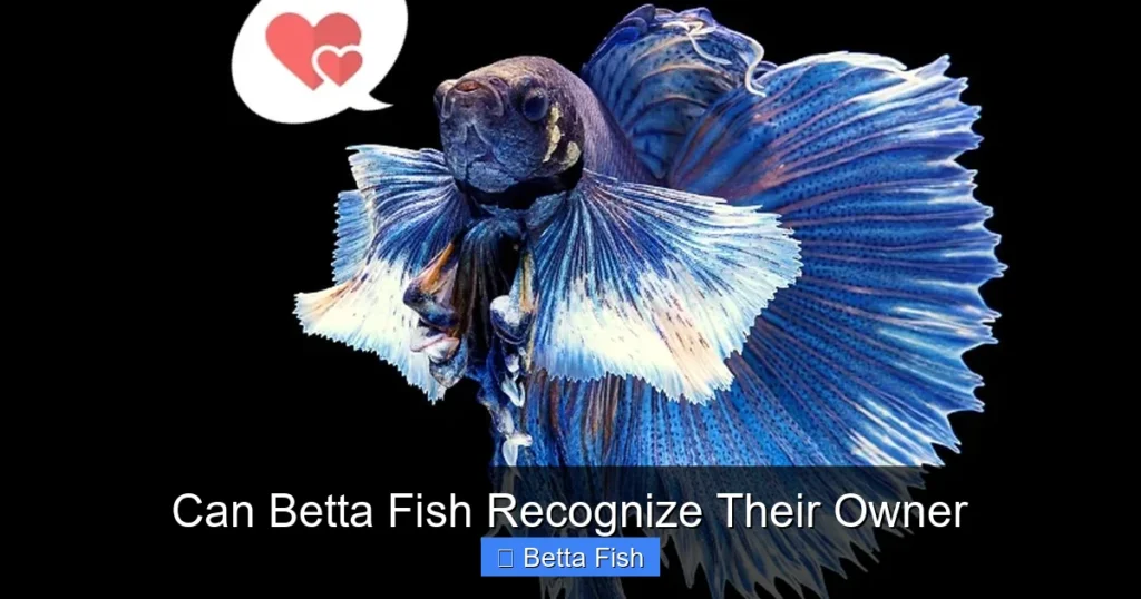 Can Betta Fish Recognize Their Owner