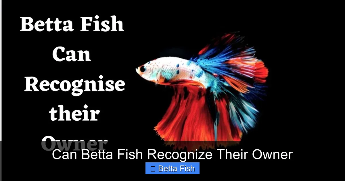 Can Betta Fish Recognize Their Owner