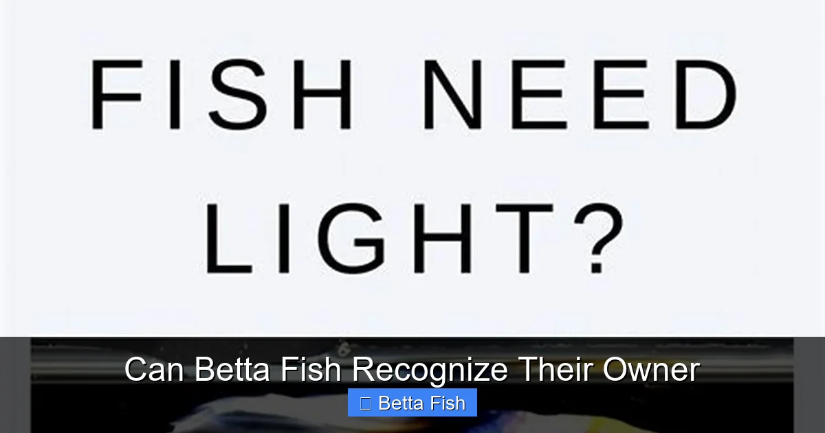 Can Betta Fish Recognize Their Owner