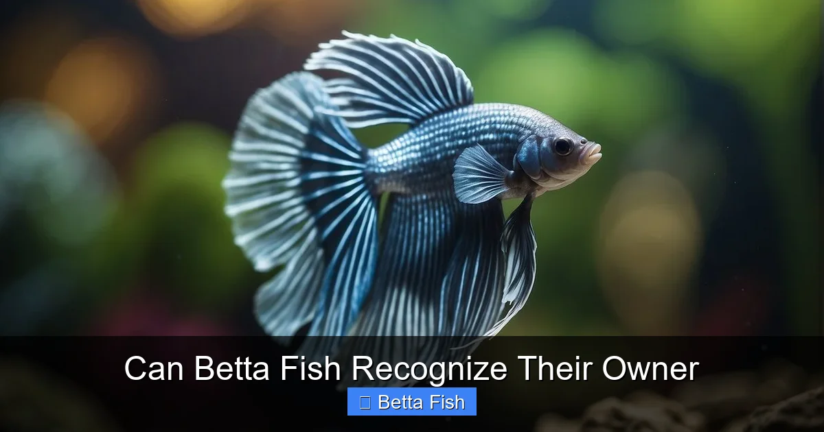 Can Betta Fish Recognize Their Owner