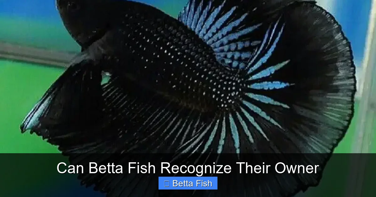 Can Betta Fish Recognize Their Owner