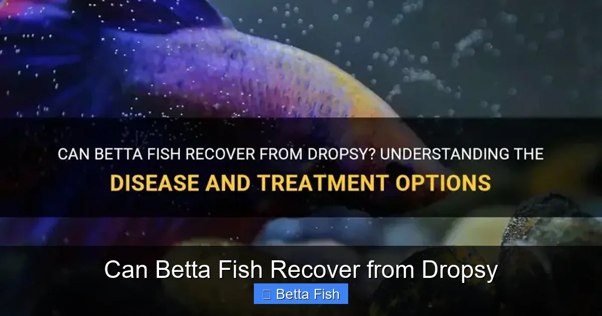 Can Betta Fish Recover from Dropsy