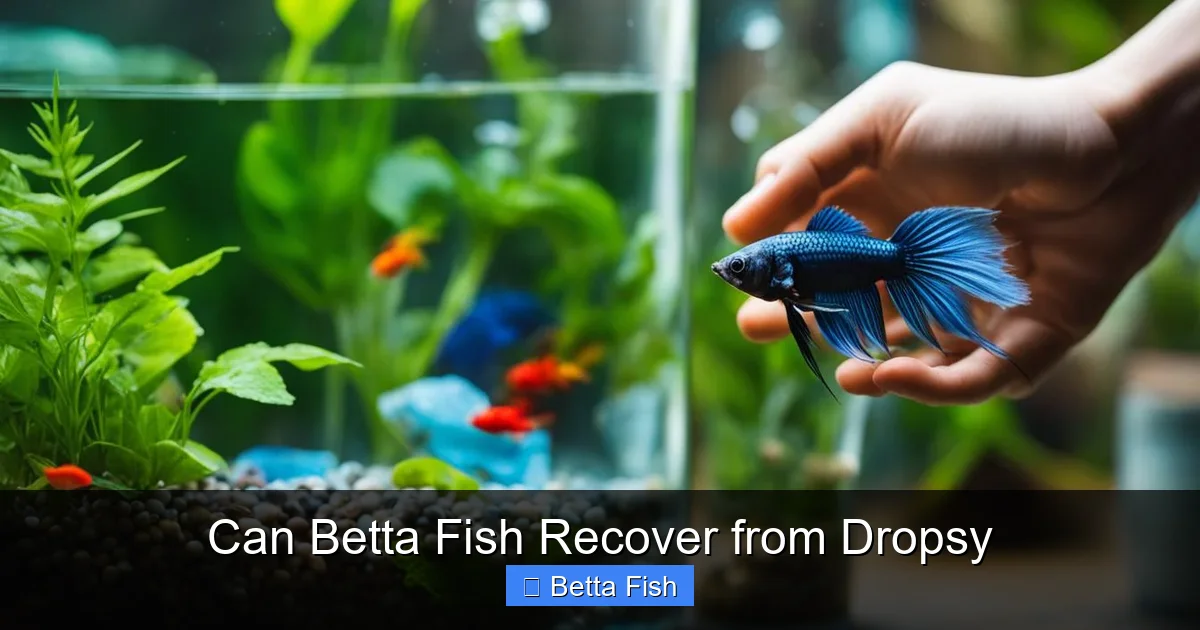 Can Betta Fish Recover from Dropsy