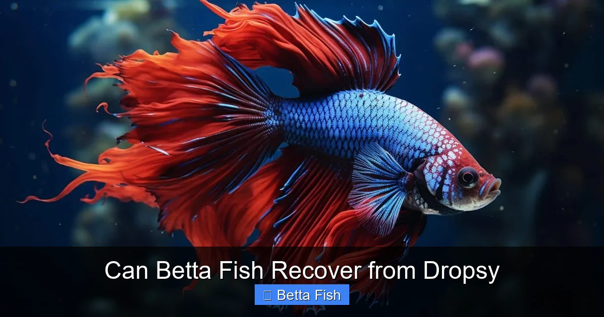 Can Betta Fish Recover from Dropsy