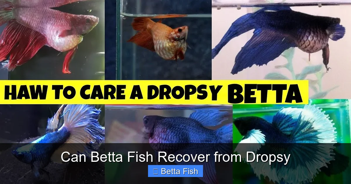 Can Betta Fish Recover from Dropsy