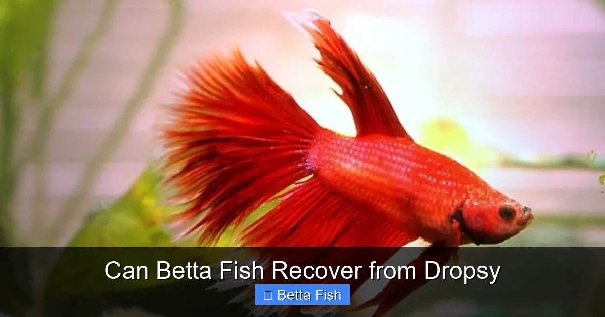 Can Betta Fish Recover from Dropsy