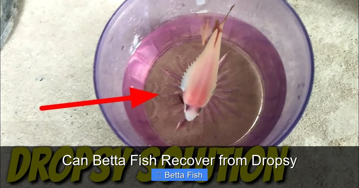 Can Betta Fish Recover from Dropsy