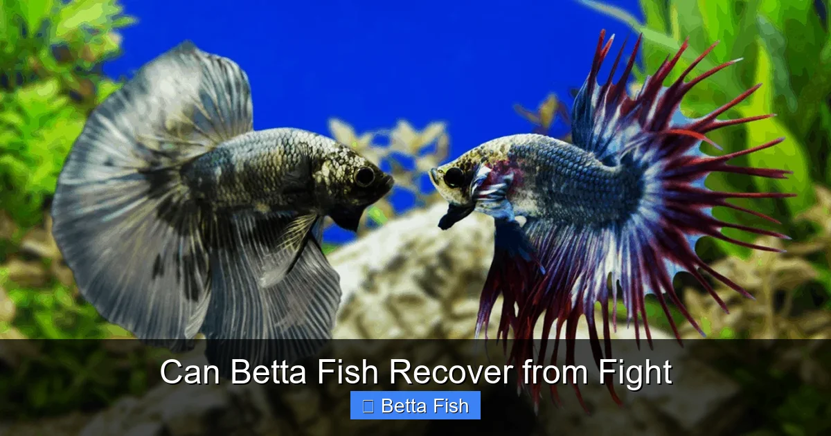 Can Betta Fish Recover from Fight