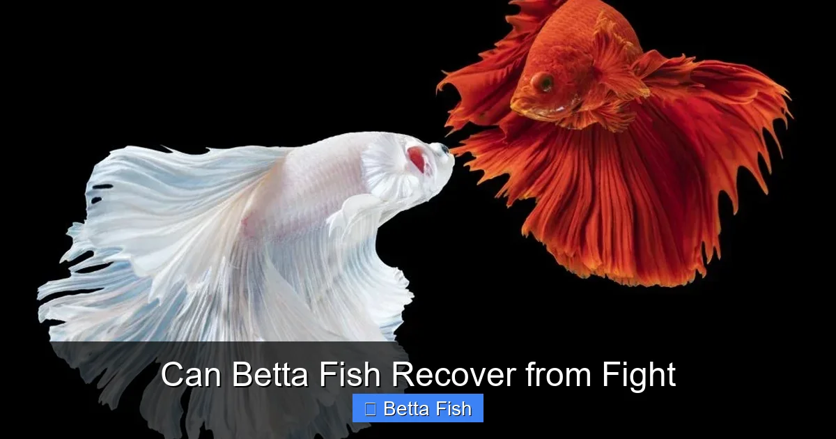 Can Betta Fish Recover from Fight