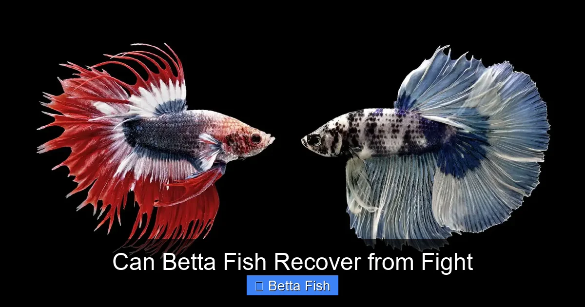 Can Betta Fish Recover from Fight