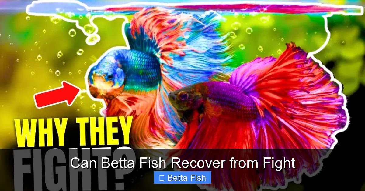 Can Betta Fish Recover from Fight