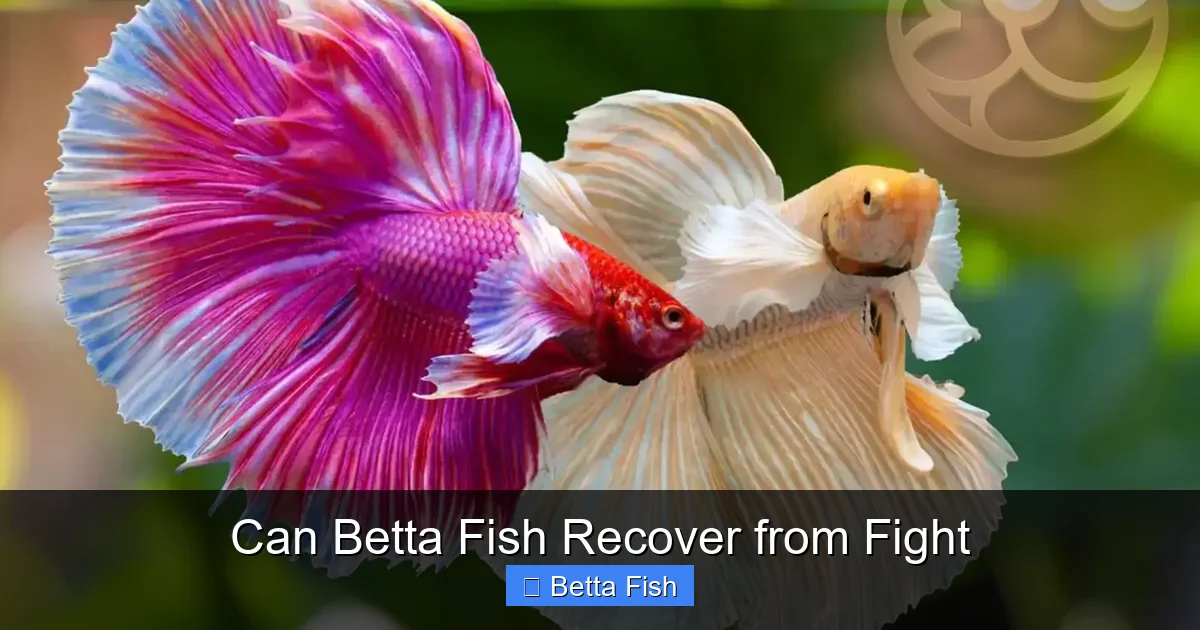 Can Betta Fish Recover from Fight
