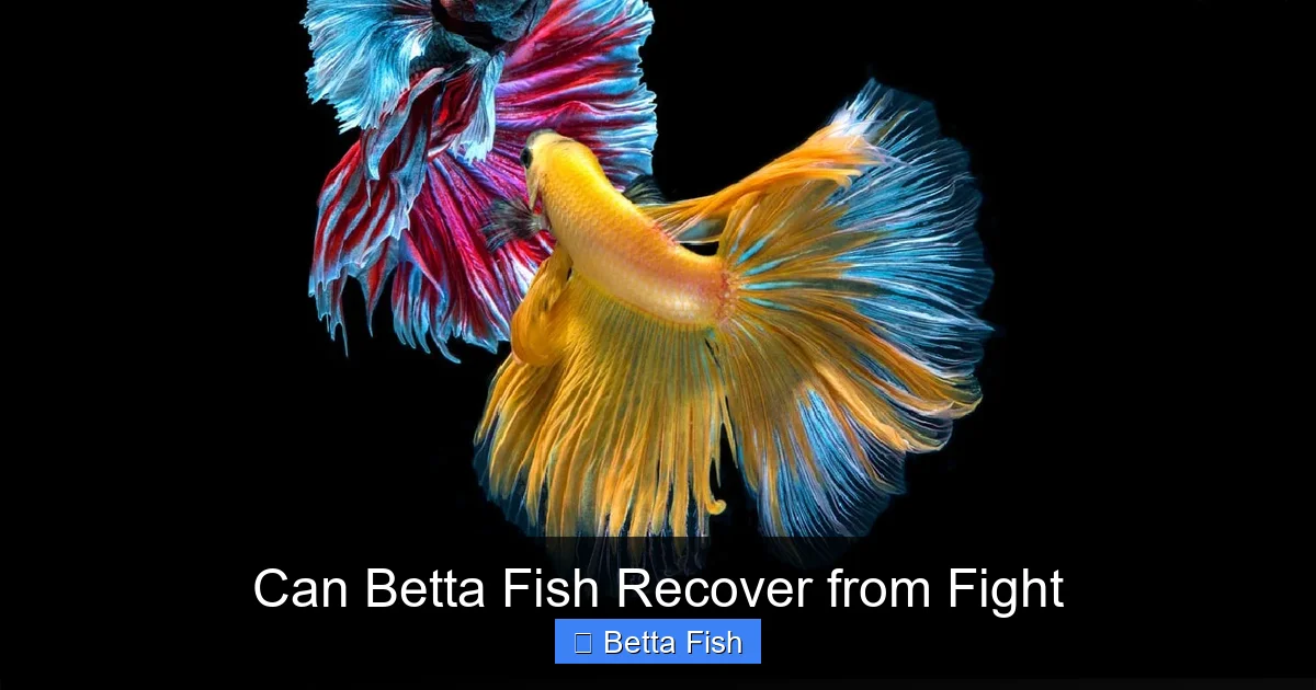 Can Betta Fish Recover from Fight
