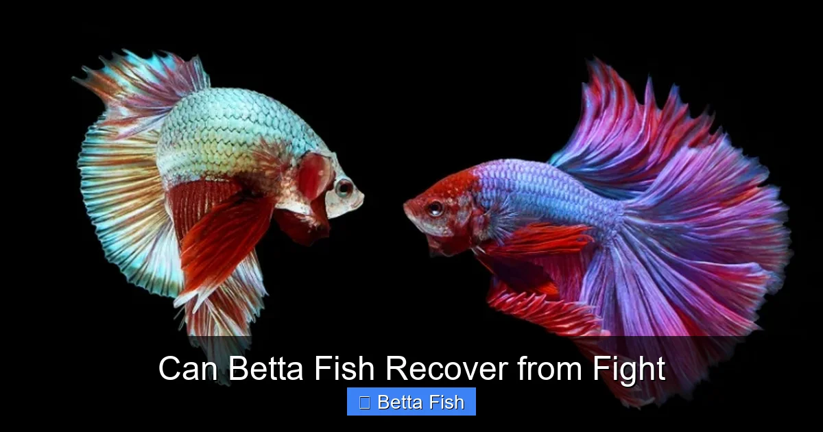 Can Betta Fish Recover from Fight