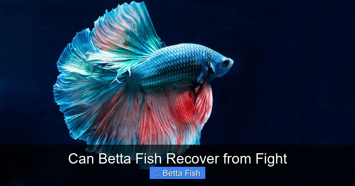 Can Betta Fish Recover from Fight