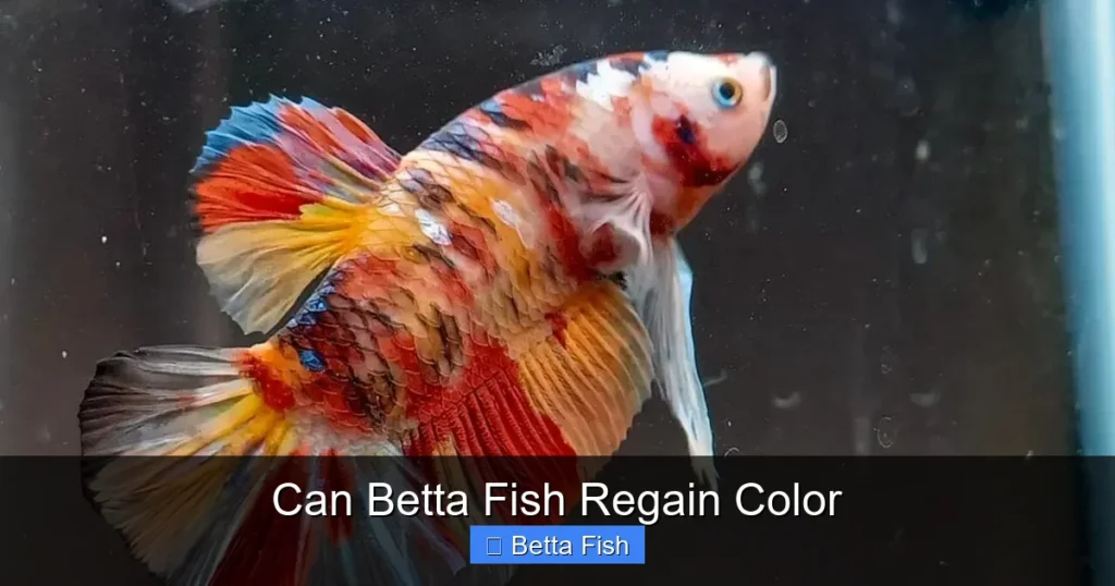 Can Betta Fish Regain Color
