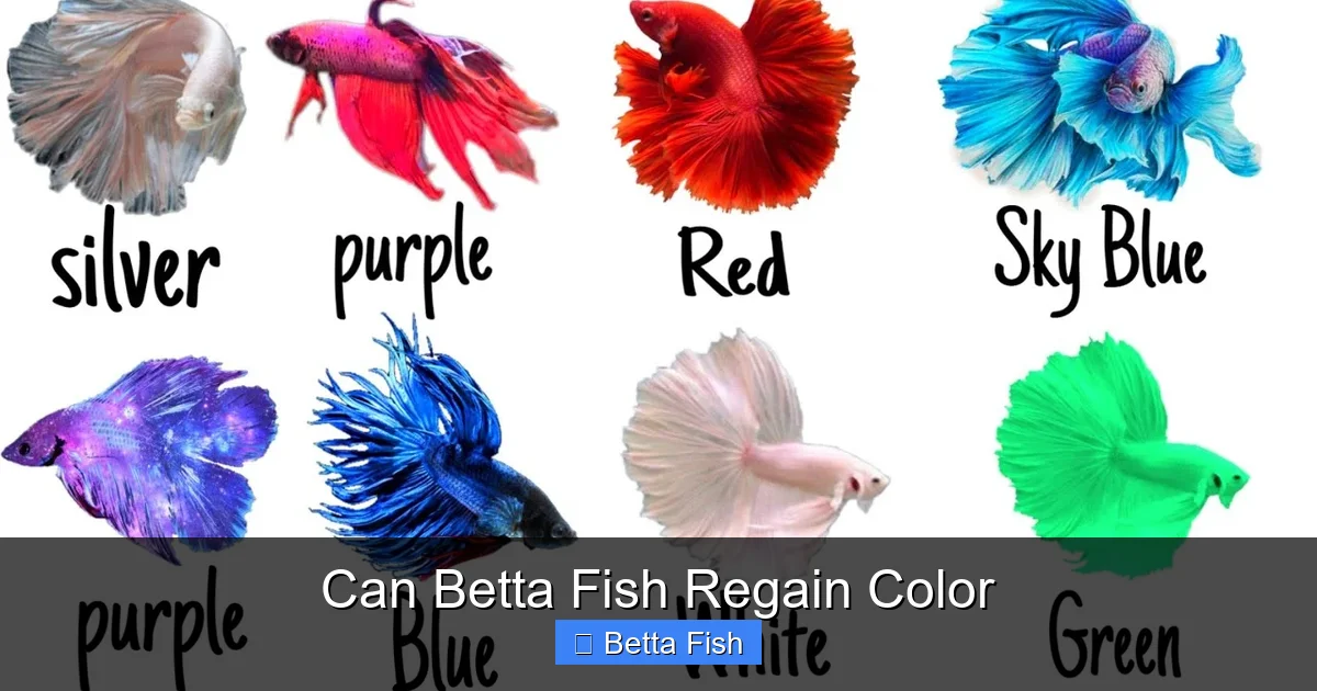 Can Betta Fish Regain Color