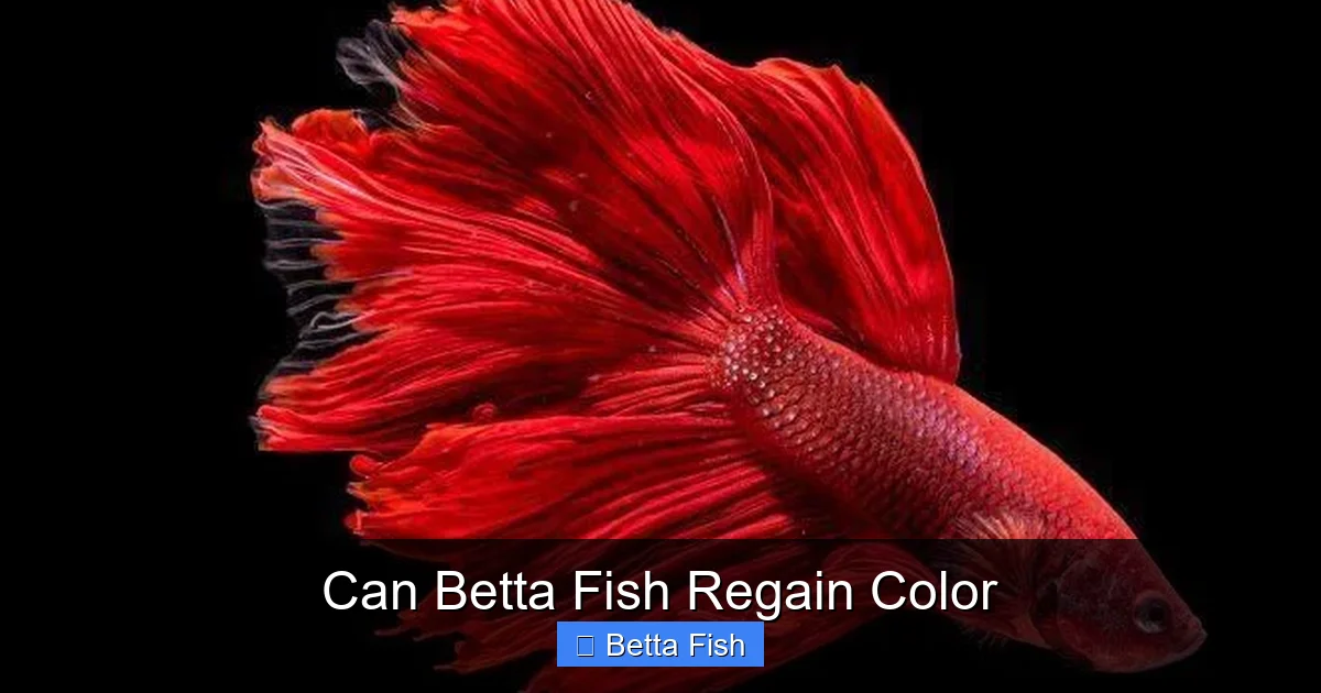 Can Betta Fish Regain Color
