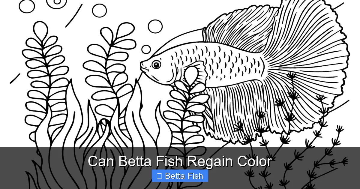 Can Betta Fish Regain Color