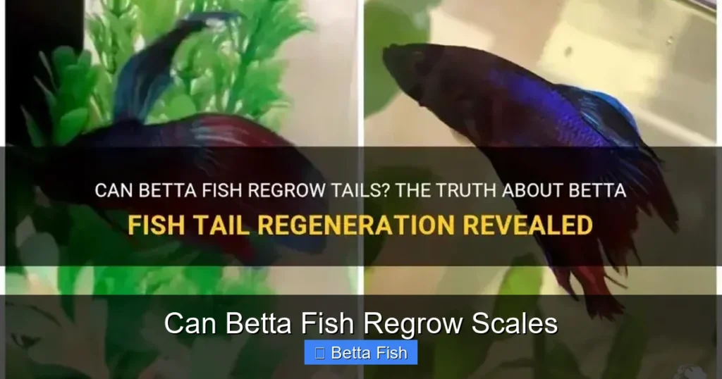 Can Betta Fish Regrow Scales