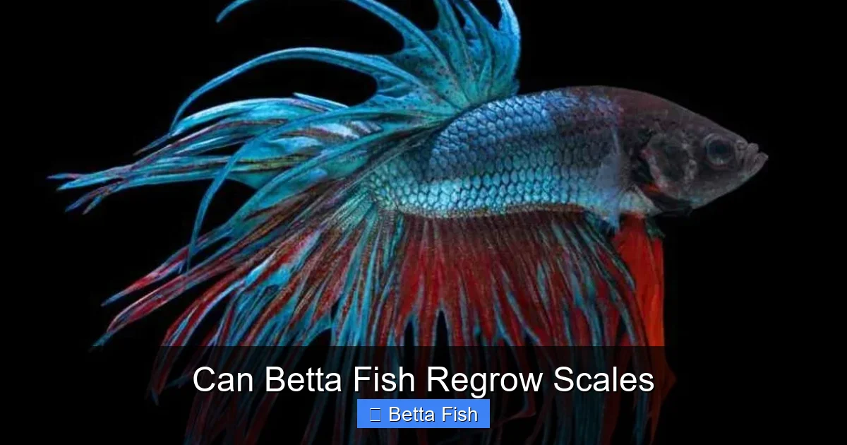 Can Betta Fish Regrow Scales