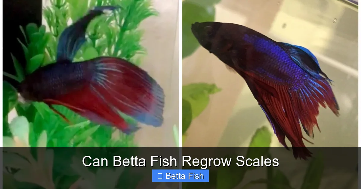 Can Betta Fish Regrow Scales