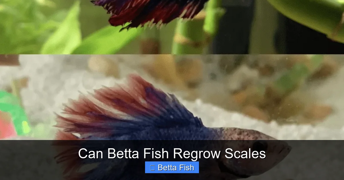 Can Betta Fish Regrow Scales