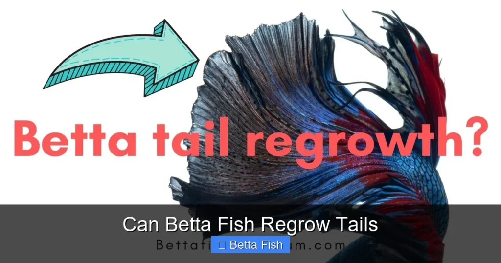 Can Betta Fish Regrow Tails