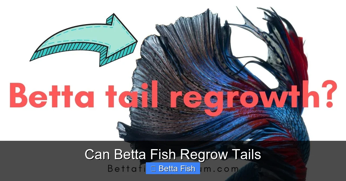 Can Betta Fish Regrow Tails