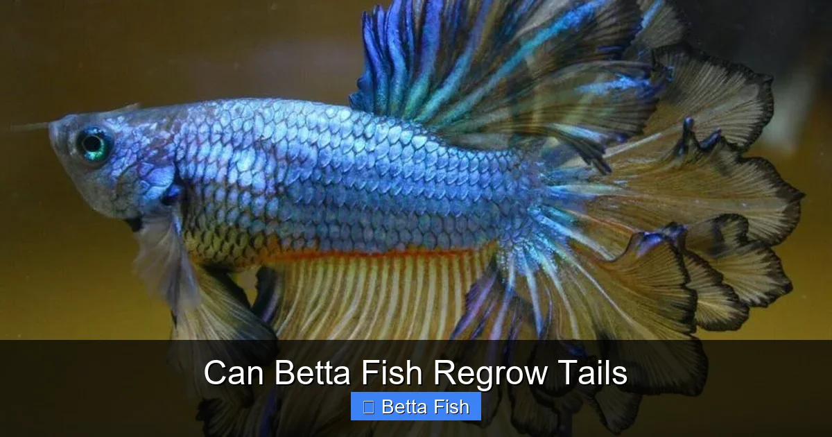 Can Betta Fish Regrow Tails