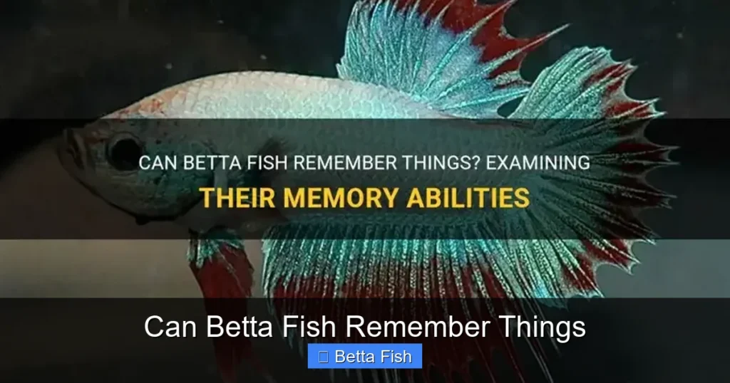 Can Betta Fish Remember Things