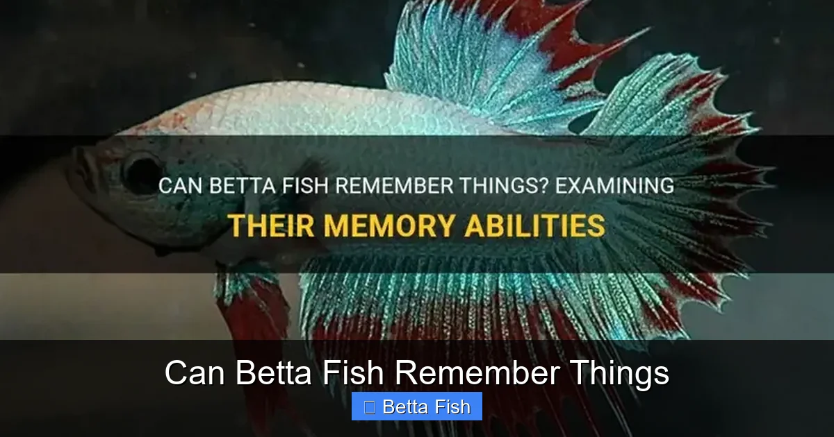 Can Betta Fish Remember Things
